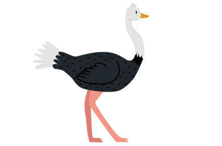 autruche