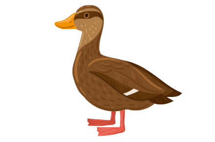 canard